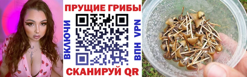 Псилоцибиновые грибы мицелий  Черкесск 